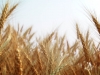 wheat wheat