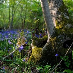 bluebells-spring