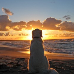 Dog-watch-Sunset