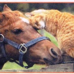 horse-and-cat-pic