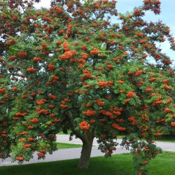 Mountain Ash