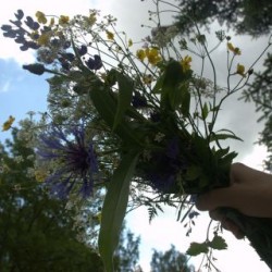 Juhannus wild flowers